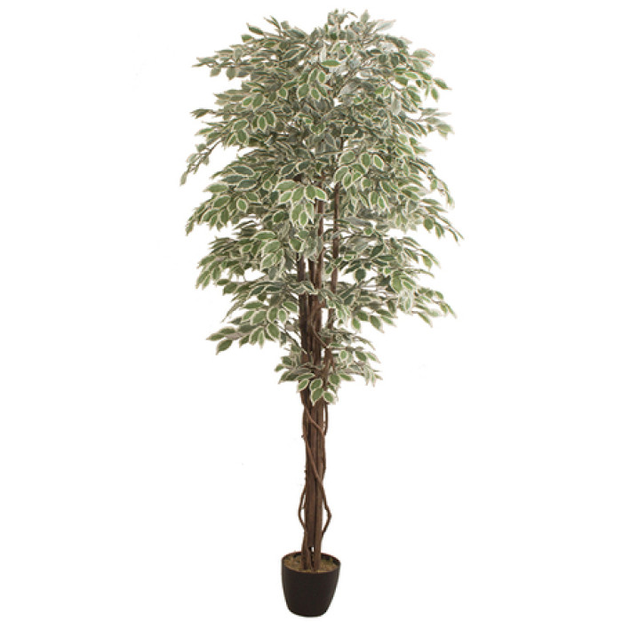 Dirbtinis augalas FICUS 2.40m
